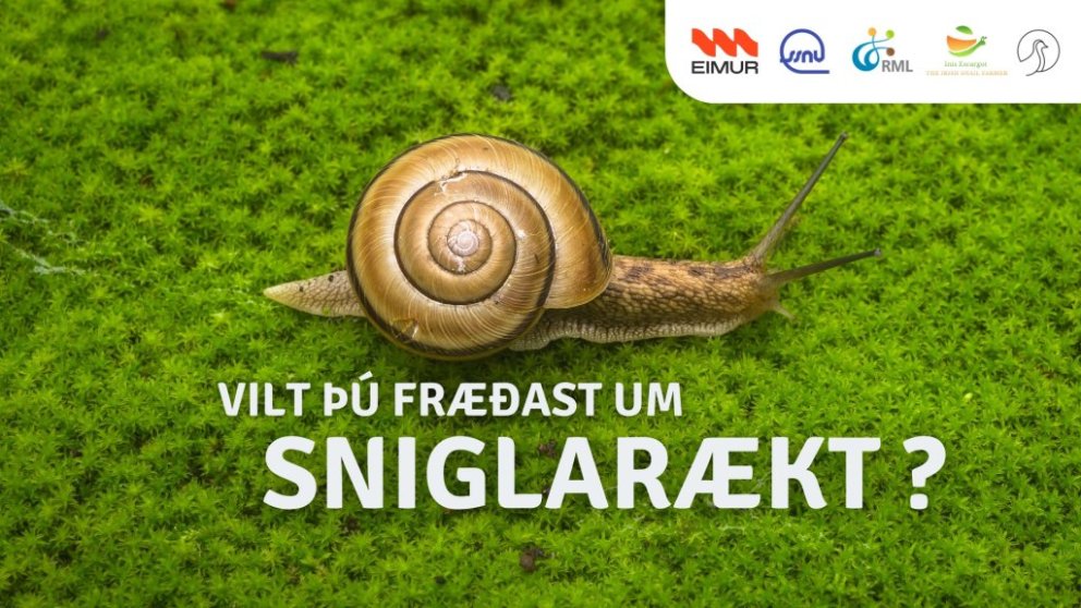 Sniglarækt - fræðsluviðburður á Hvammstanga