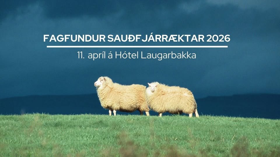 Fagfundur sauðfjárræktarinnar 2026