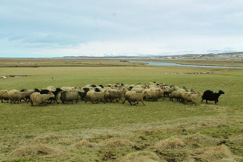 Fræðslu-og skemmtifundur um forystufé