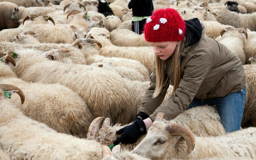 Fjallskilaseðill í fyrrum Bæjarhreppi 2017
