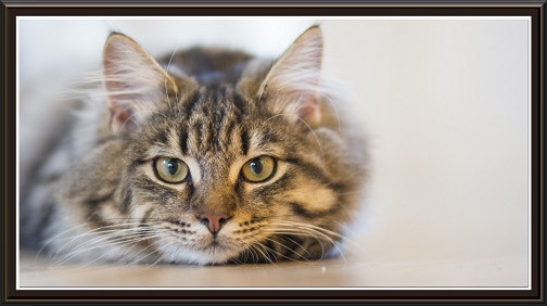 Kattaeigendur í Húnaþingi vestra