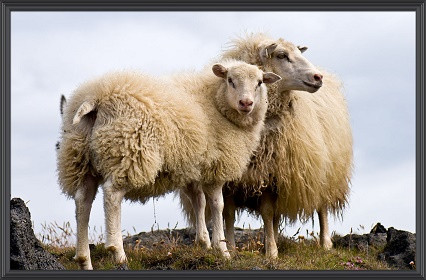 Fjallskilaseðill 2017 Hrútafjörður að austan