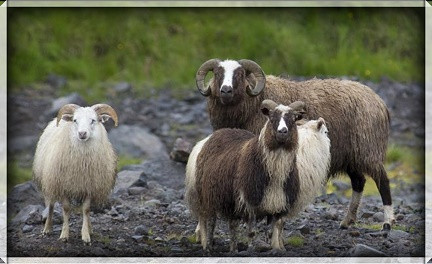 Tilkynning frá fjallskilastjórn Miðfirðinga- upprekstur búfjár