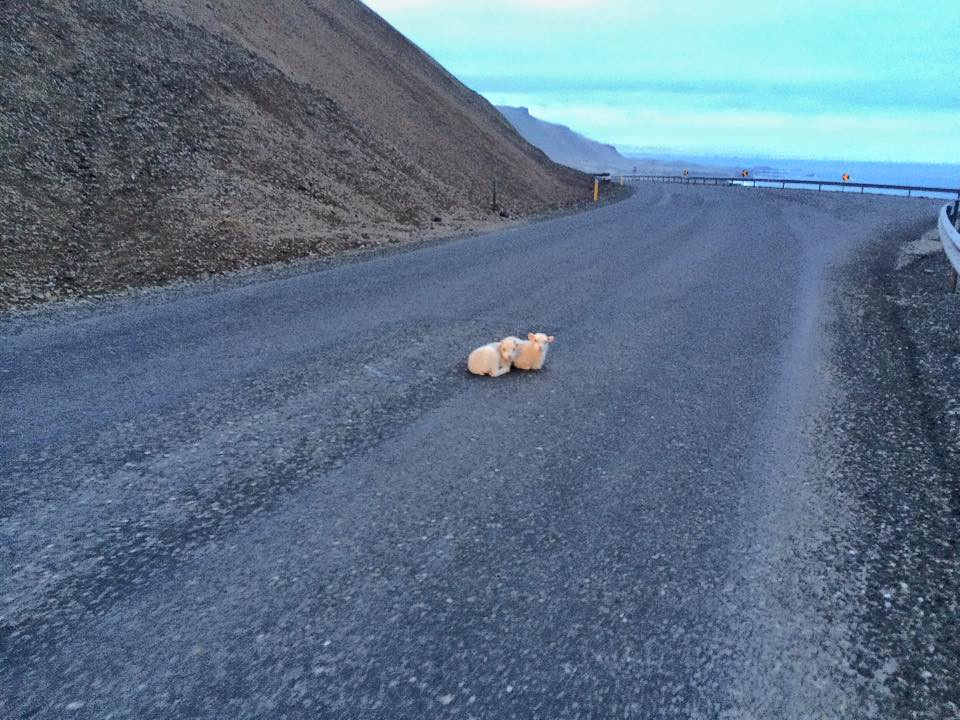 Mynd: Kristrún Ásta Arnfinnsdóttir