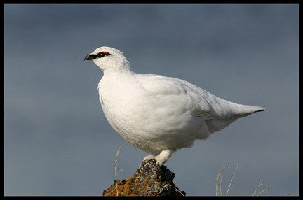 Fyrirkomulag rjúpnaveiða í eignarlöndum Húnaþings vestra  2018