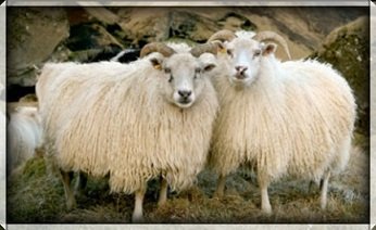 Fjallskilaseðill Víðdælinga 2019