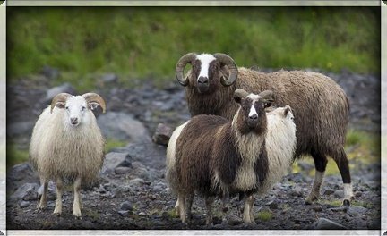 Fjallskilaboð Miðfirðinga haustið 2019