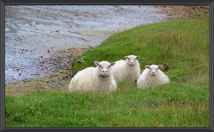 Fjallskilaseðill Hrútfirðinga að austan 2019