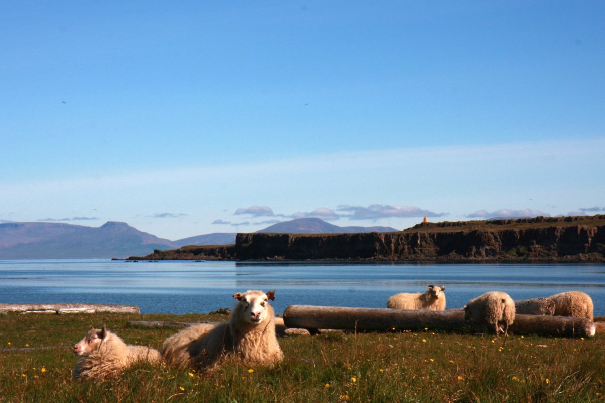 Frá Búnaðarsambandi Húnvetninga og Stranda