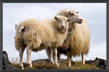 FJALLSKILABOÐ fyrir Þverárhrepp hinn forna, haustið 2020