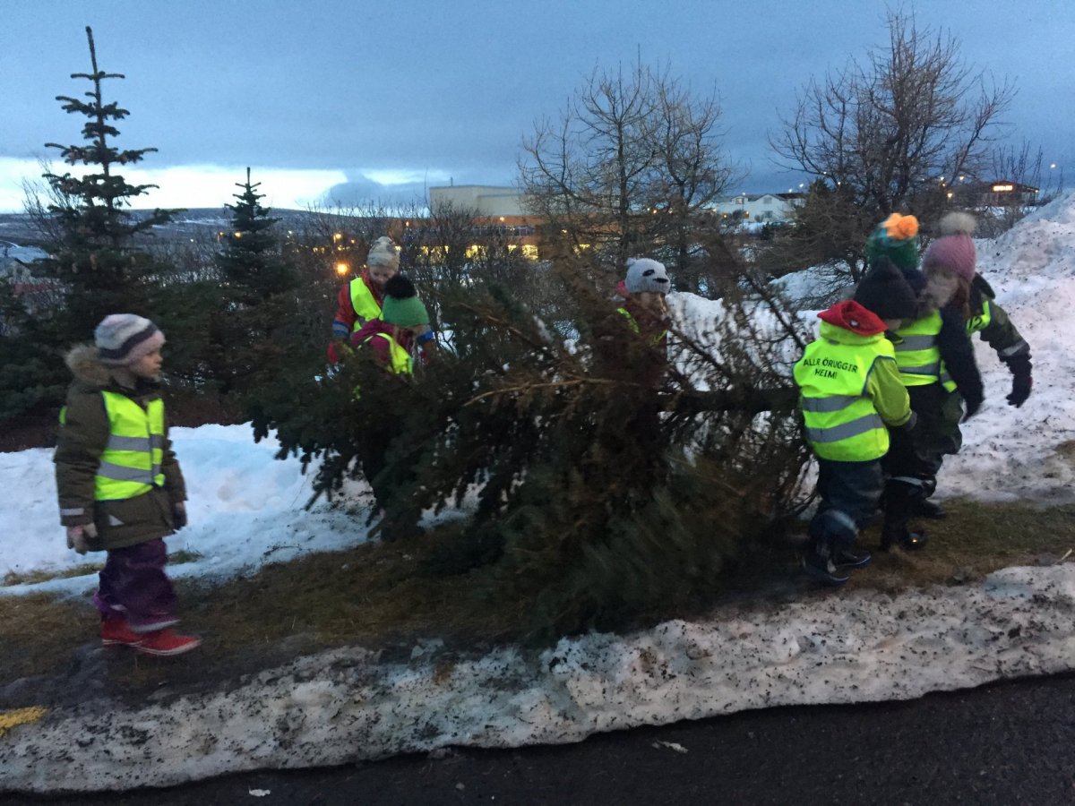 Söfnun jólatrjáa sem lokið hafa sínu hlutverki þessi jólin