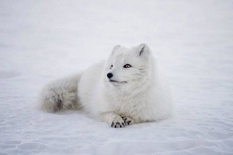 Húnaþing vestra auglýsir eftir aðilum til að stunda vetrarveiðar á ref