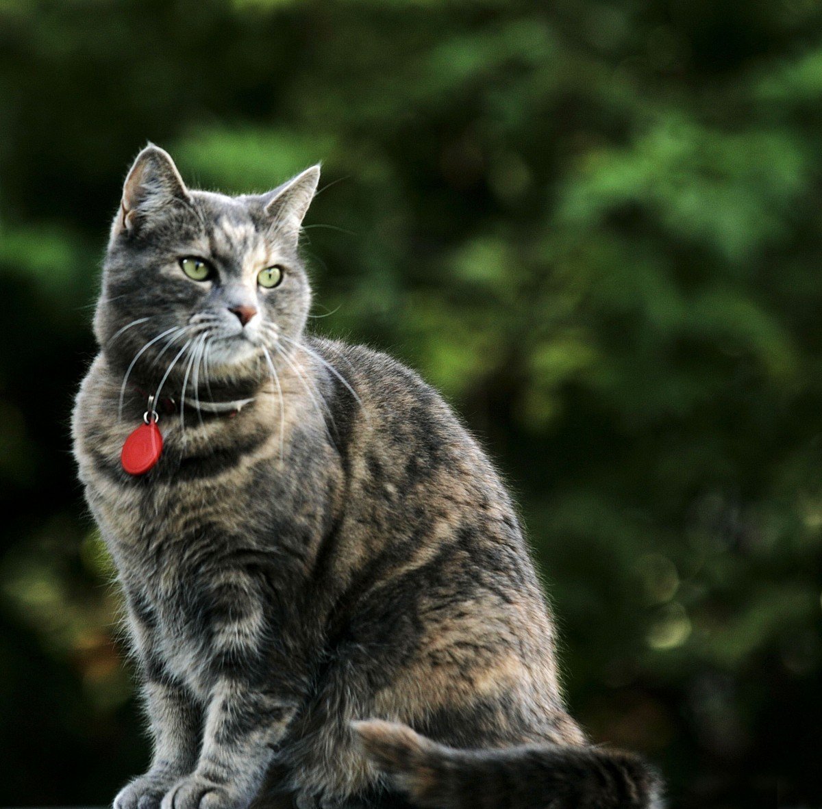 Orðsending til kattaeigenda