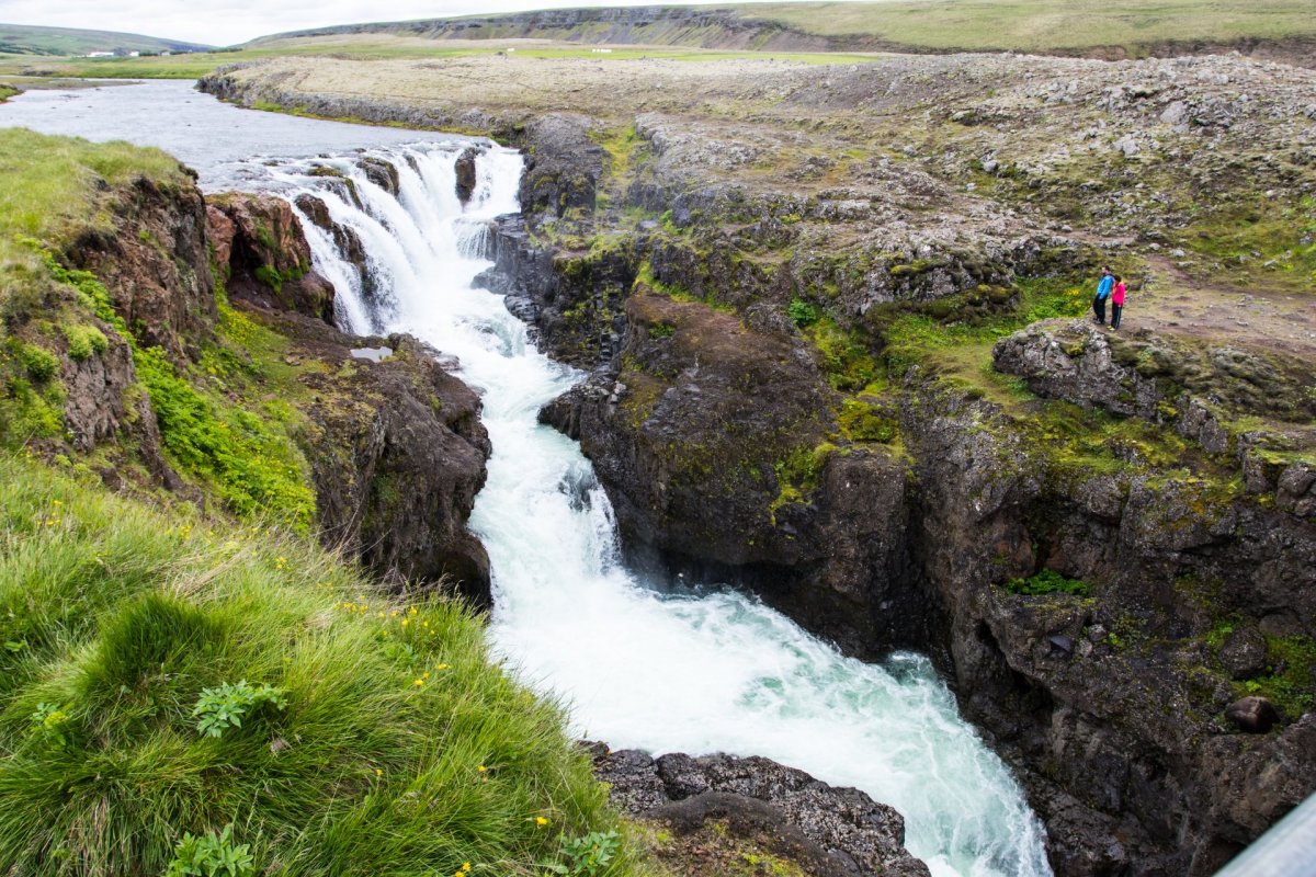 Minkaveiði í Víðidal