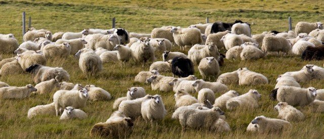 FJALLSKILABOÐ fyrir Þverárhrepp hinn forna, haustið 2024