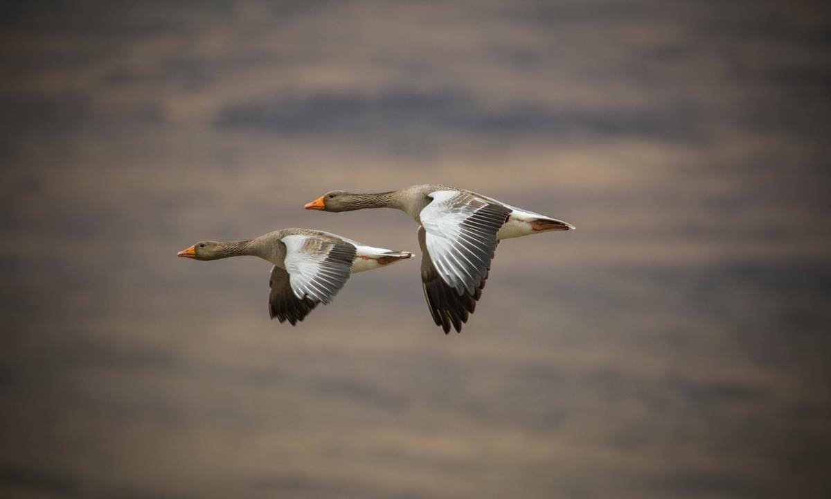Mynd: Róbert Daníel Jónsson.