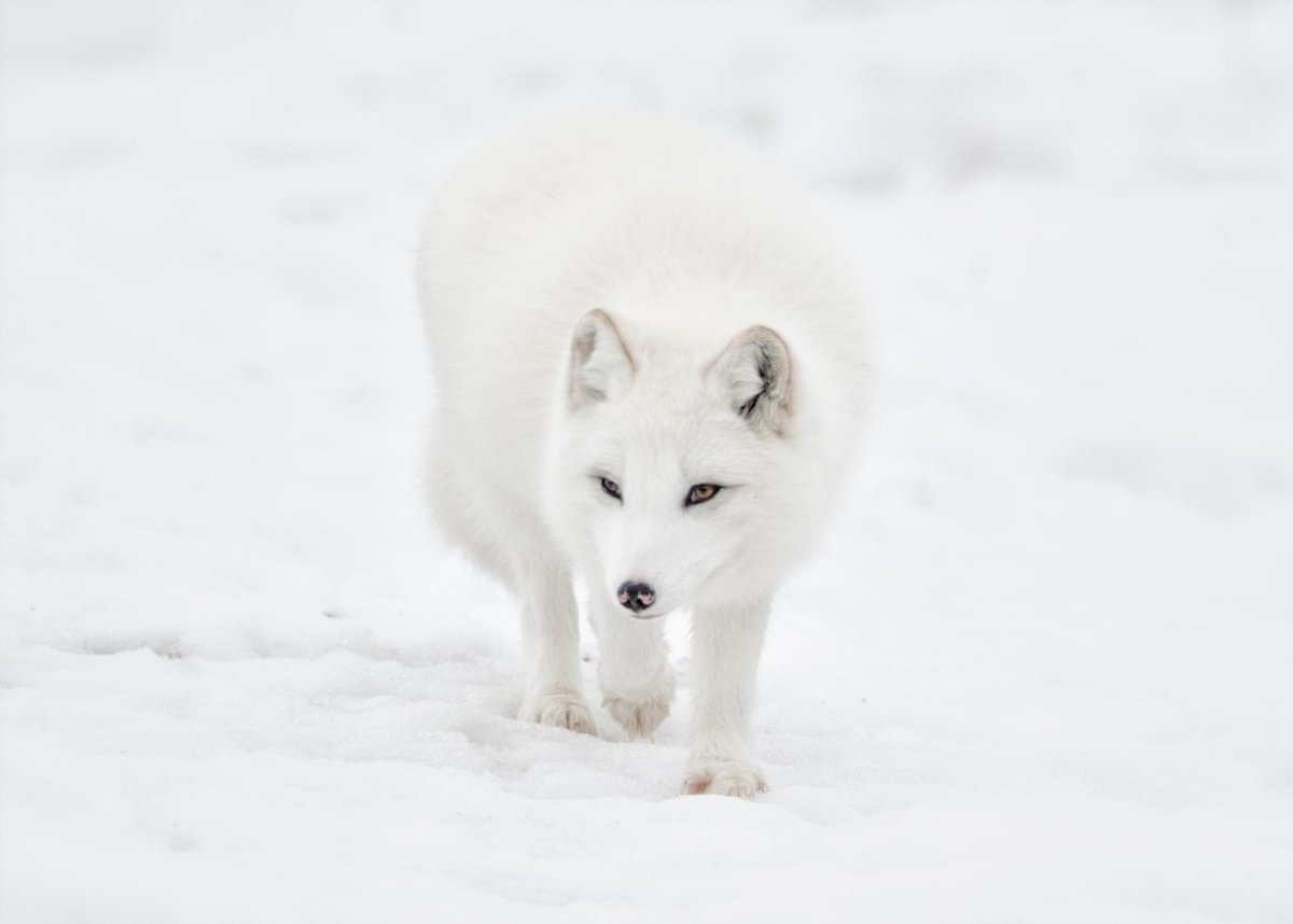 Mynd: iStock, Jean Landry