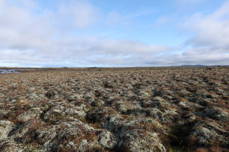 Reglur um fjallagrasanytjar