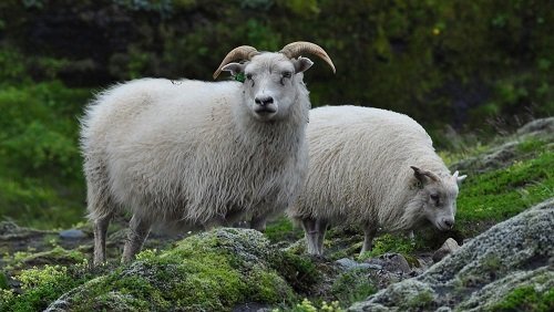 Fjallskilaseðill Vatnsnesinga 2019