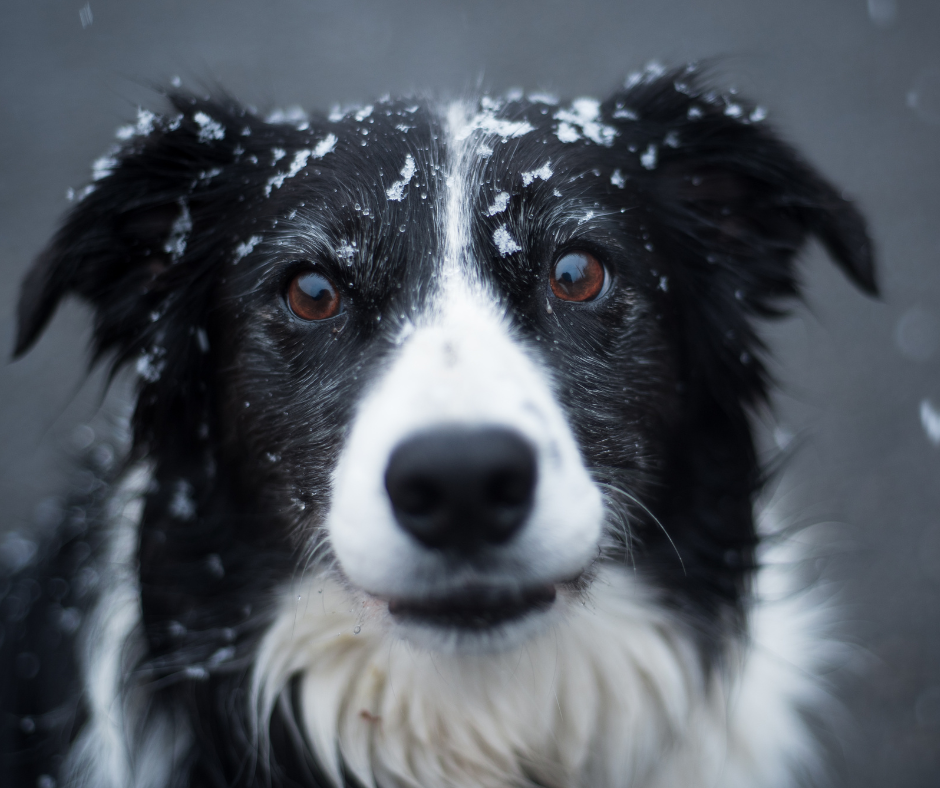 Ormahreinsun hunda í dreifbýli