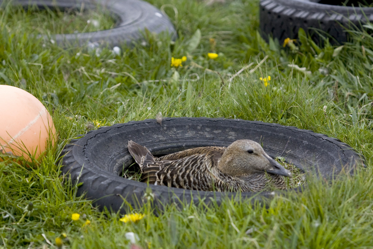 Álagning fasteignagjalda 2018