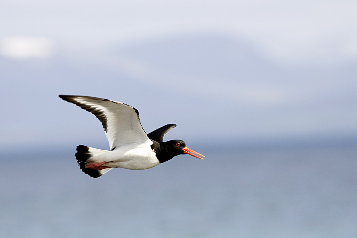 Fræðslustjóri að láni