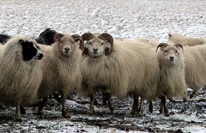 Fjallskilaseðill í Bæjarhreppi 2021