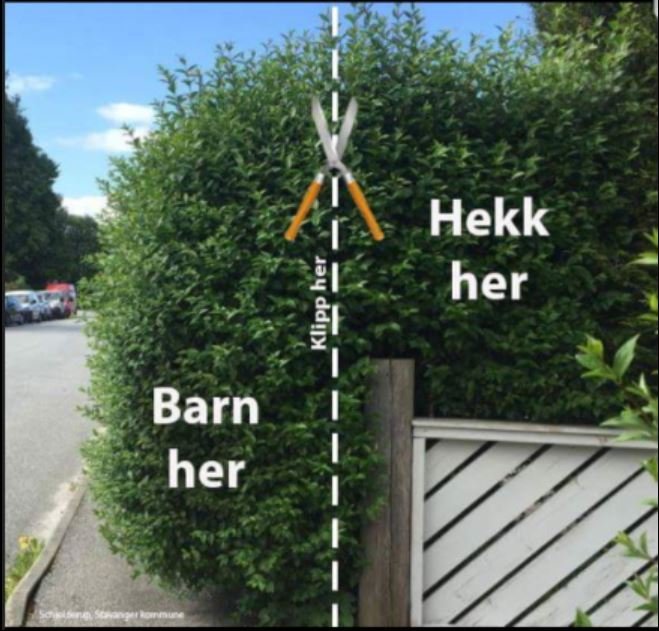 Hirðing gróðurs við lóðamörk