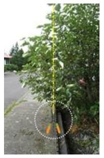 Trjágróður á lóðarmörkum