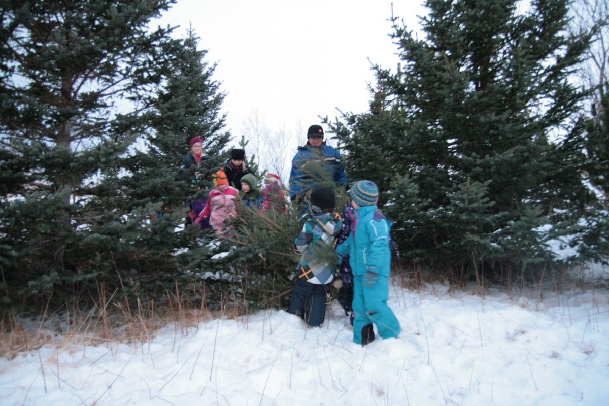 Hirðing jólatrjáa föstudaginn 17. janúar