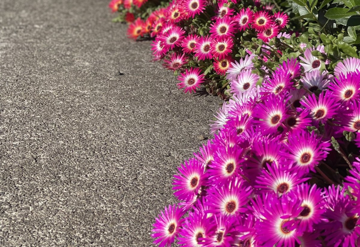 Dagbók sveitarstjóra