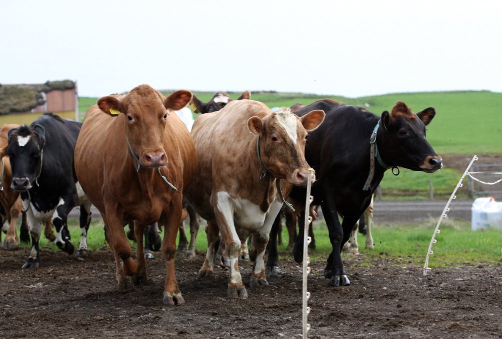 Frá landbúnaðarráði