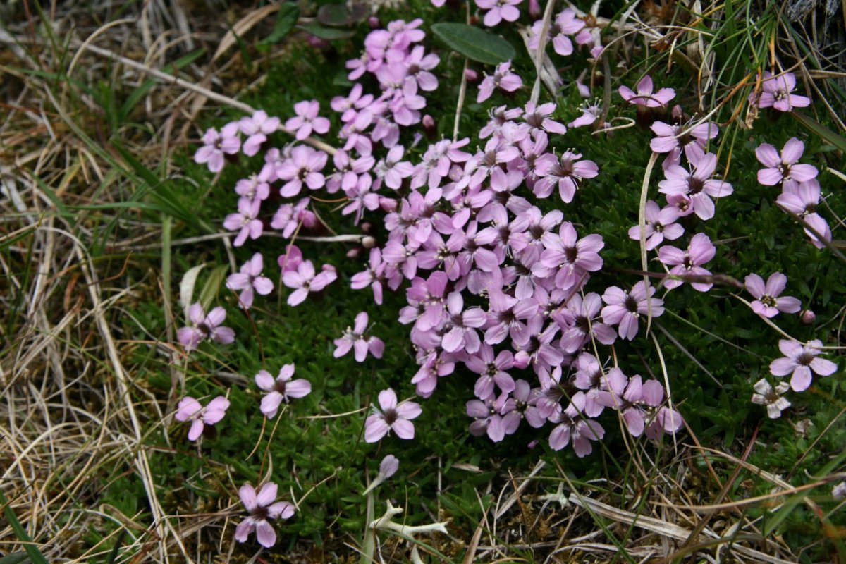 Umhverfisviðurkenningar 2019