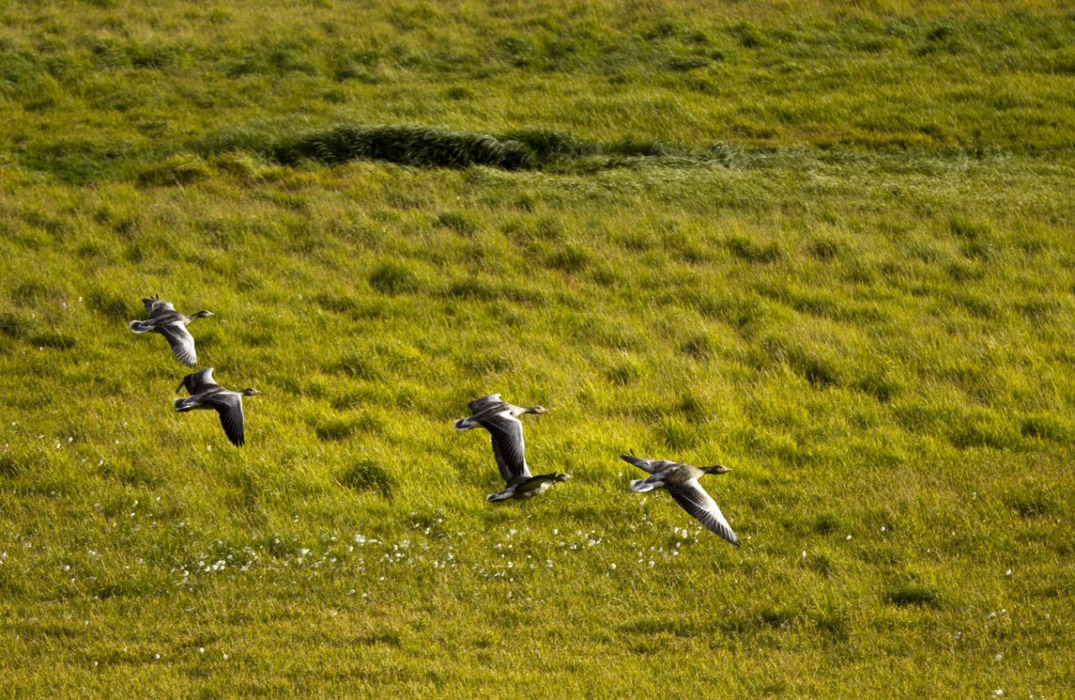 Mynd: kosinus, iStock