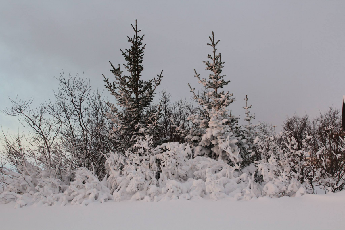 ATH breytt tímasetning - SUNNUDAGINN 26. NÓV - Jólamarkaður og ljósin tendruð á jólatré