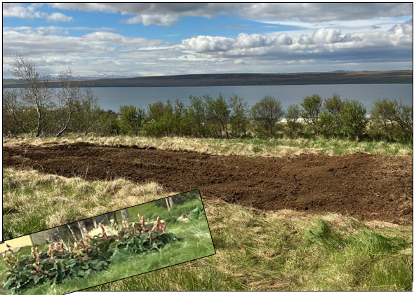 Kartöflugarður opinn fyrir íbúa og nóg til af rabarbara