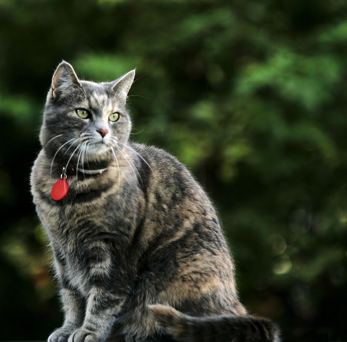 Orðsending til katta- og hundaeigenda á Hvammstanga