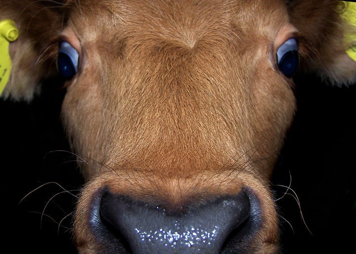 Mynd: Sigríður Ólafsdóttir