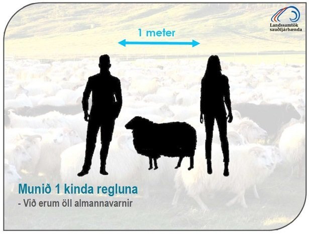 Tveggja kinda reglan verður einnar kindar regla
