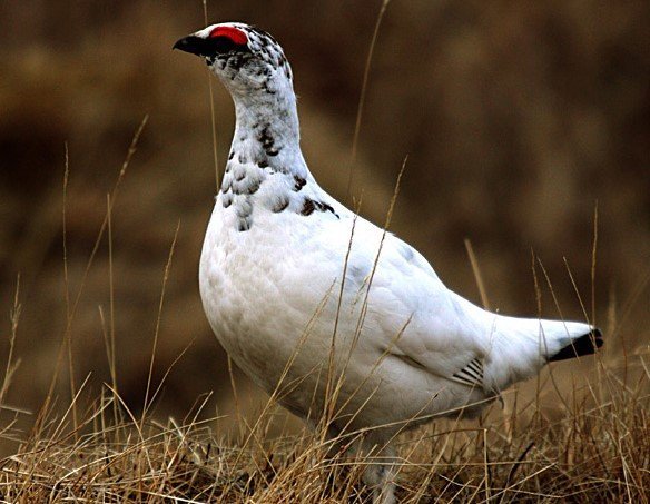 Mynd Pétur Jónsson