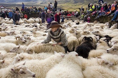 FJALLSKILABOÐ    fyrir Þverárhrepp hinn forna, haustið 2019
