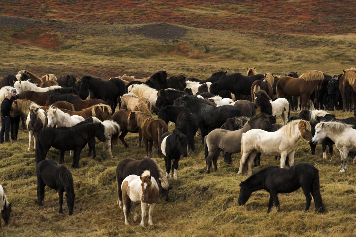 Frá fjallskiladeild Víðdælinga