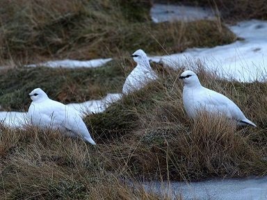 Rjúpnaveiði óheimil