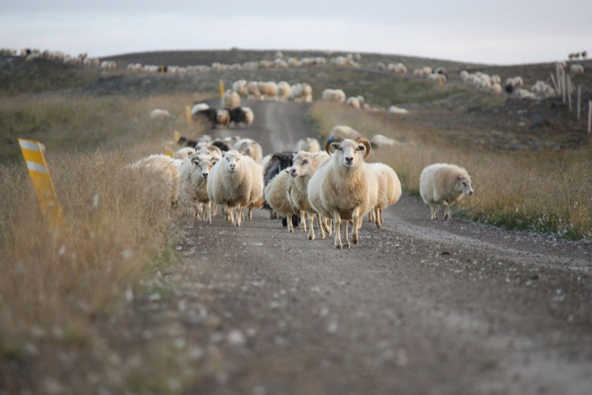 Mynd: Sigríður Ólafsdóttir