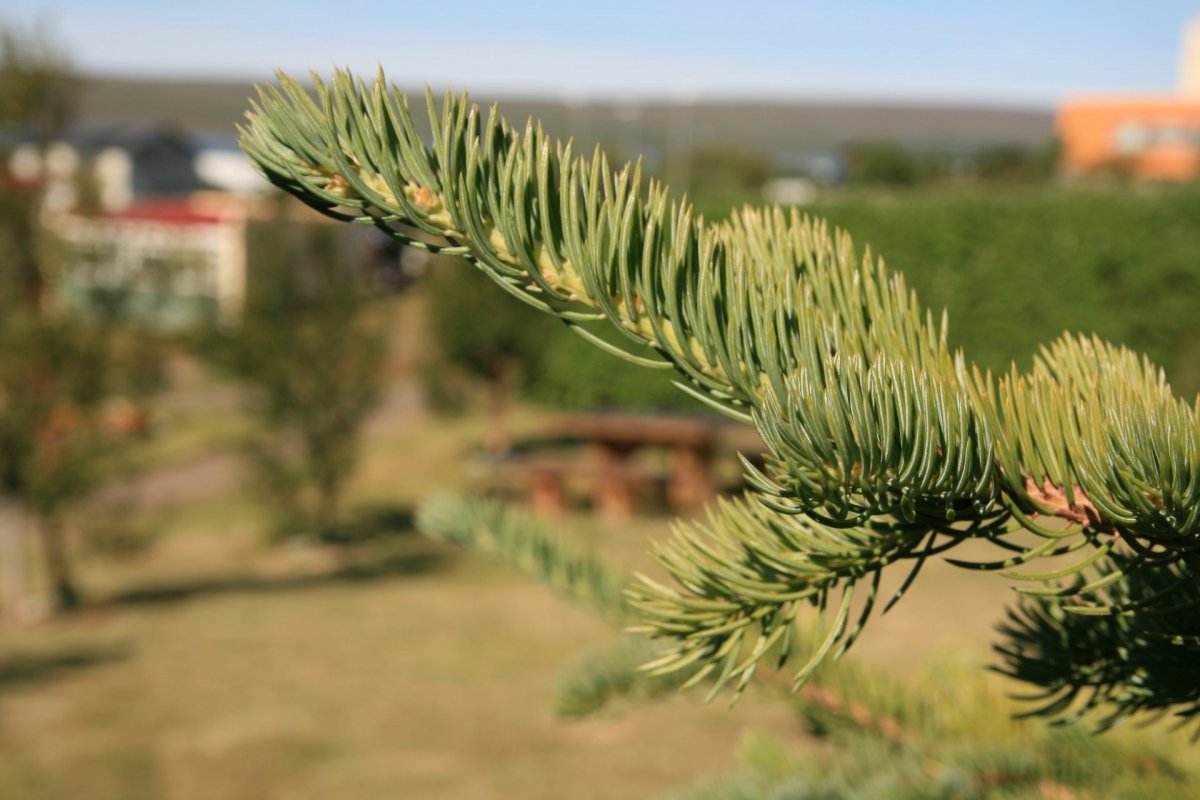 Söfnun jólatrjáa 9. & 10. janúar