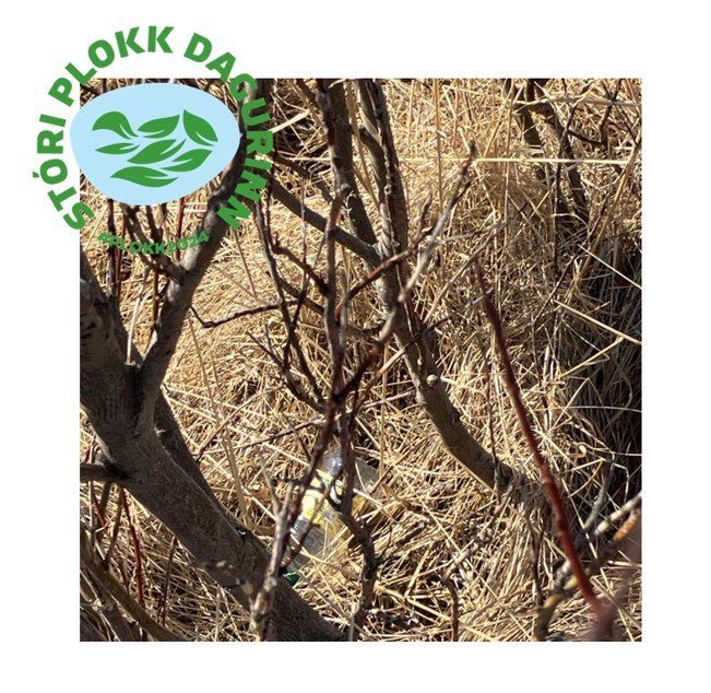 Stóri Plokkdagurinn í Húnaþingi vestra