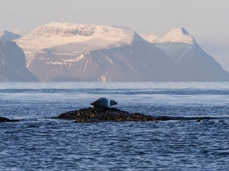 Framkvæmdastjóri Selasetur Íslands