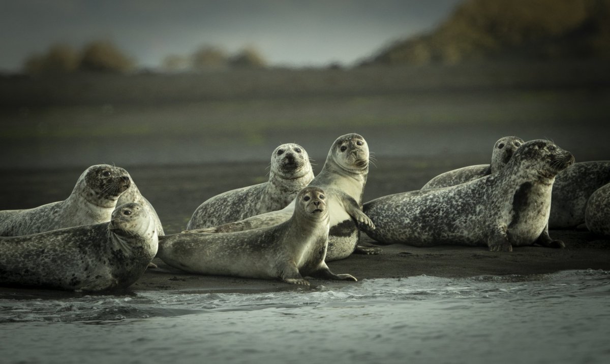Selir við Sigríðastaðarós. Mynd: Róbert Daníel Jónsson.