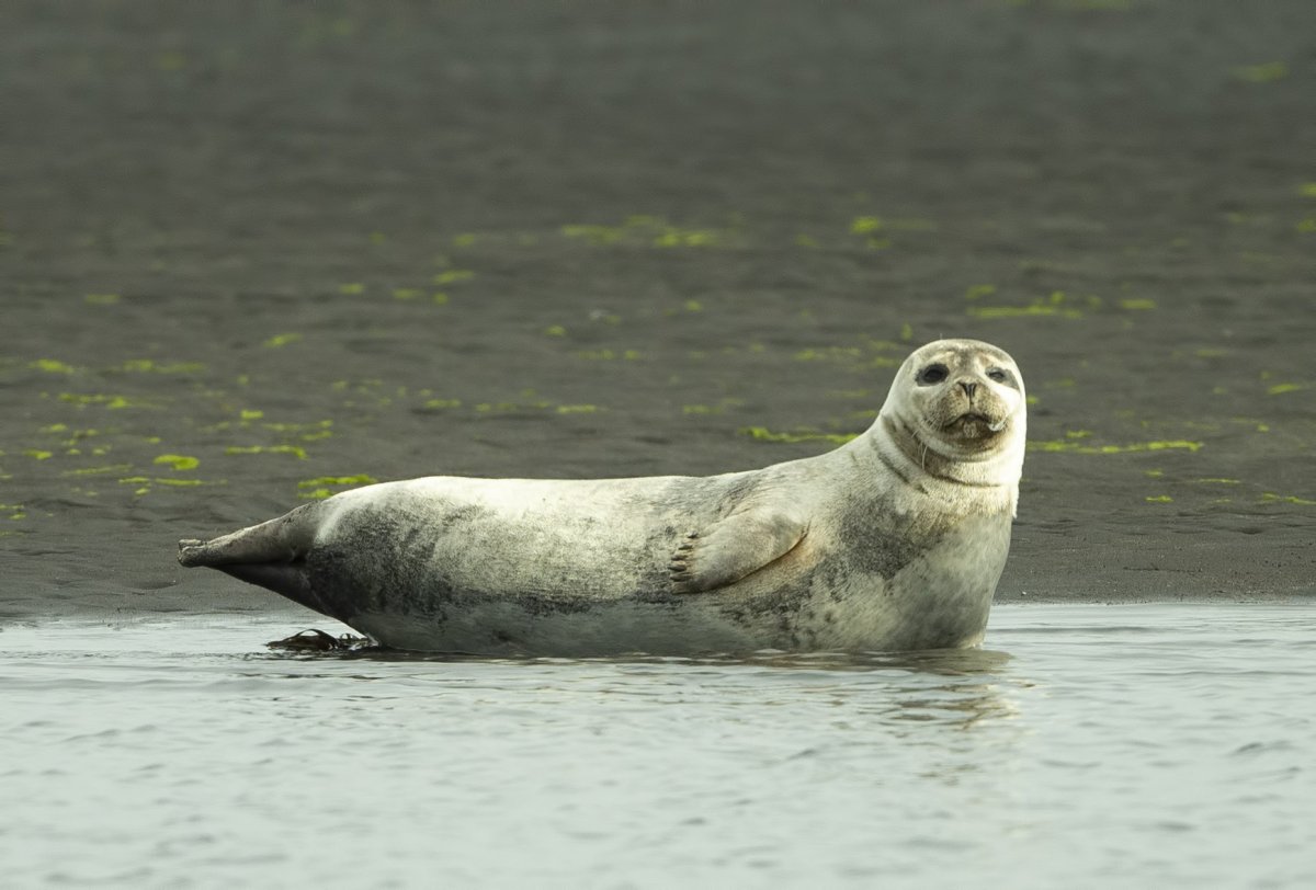 Selur við Sigríðarstaðaós. Mynd: Róbert Daníel Jónsson.