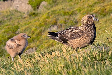 Aukið viðbúnaðarstig vegna fuglaflensu
